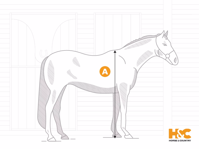 How tall is a horse in hands?