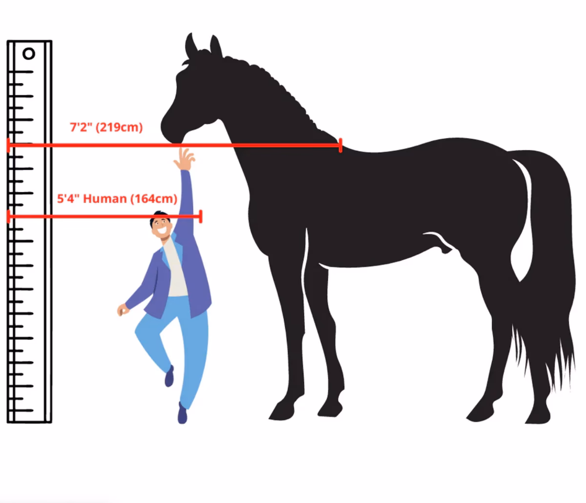 How tall is a horse compared to other animals?