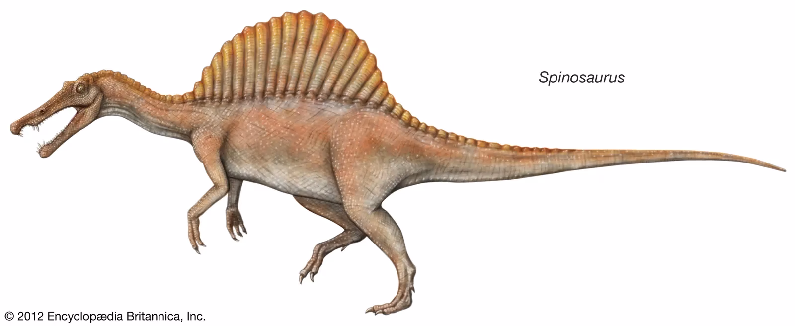 How big is Spinosaurus aegyptiacus?