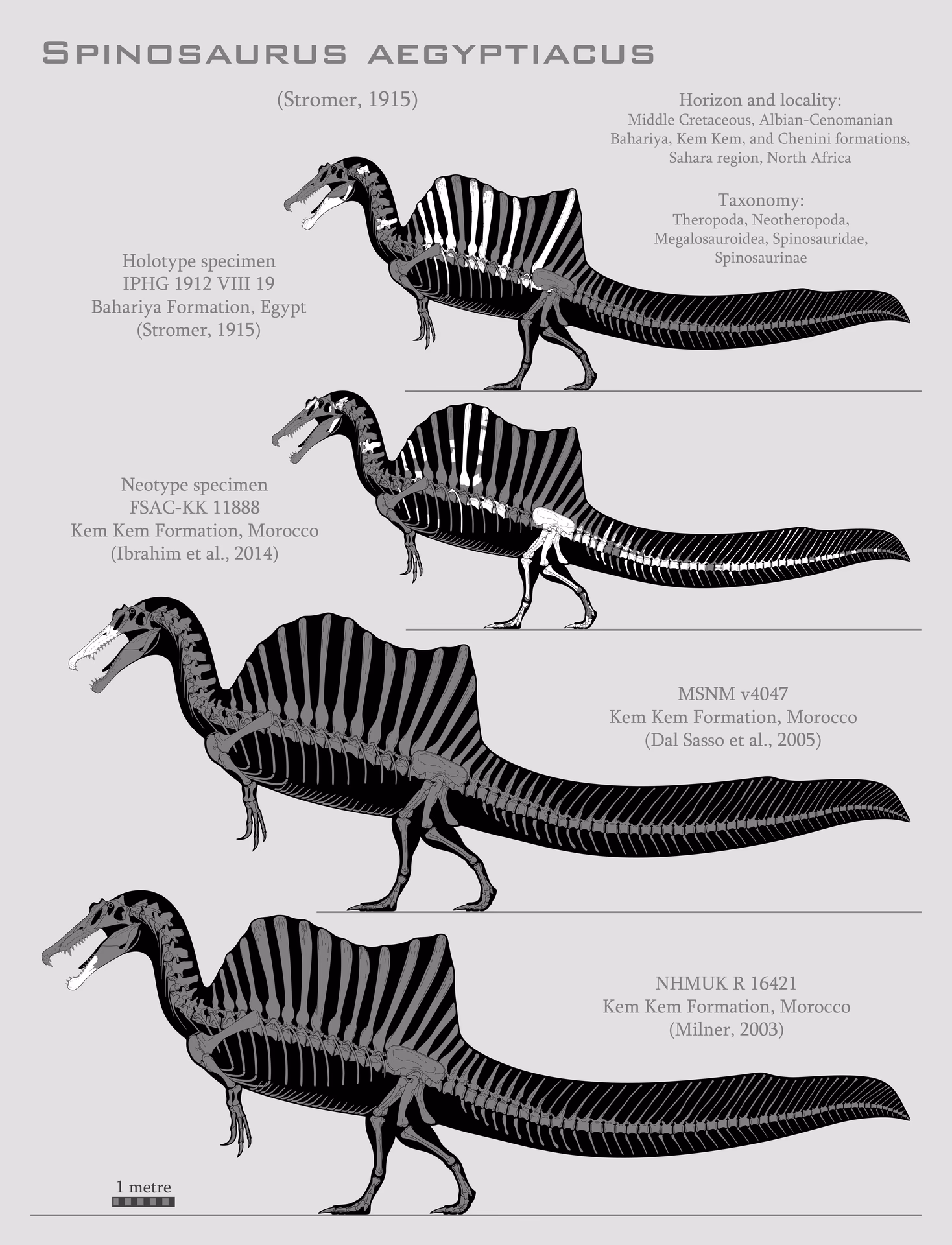What does a Spinosaurus look like?