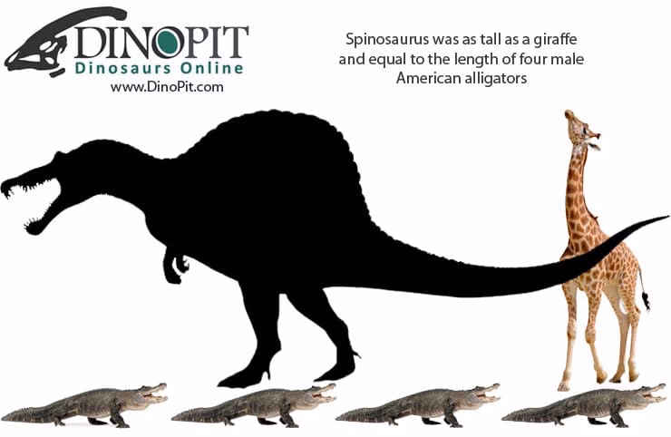 What is the largest carnivorous dinosaur?
