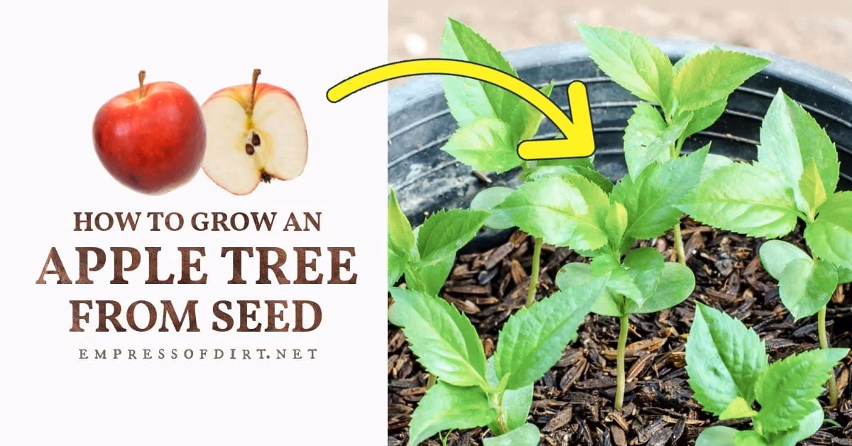 How long does it take an apple tree to grow?