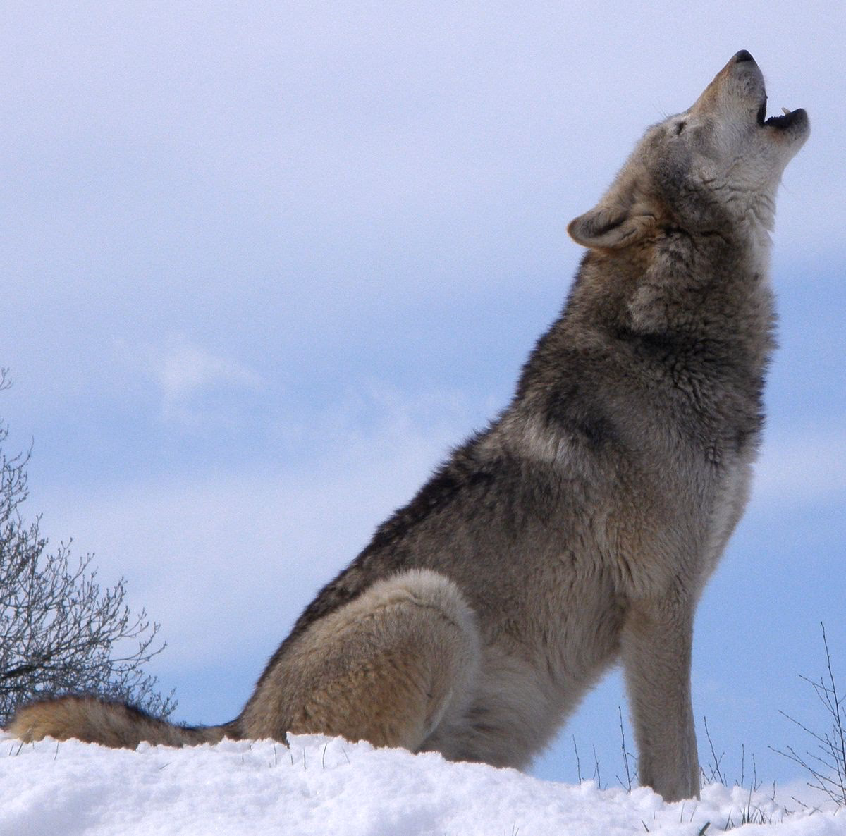 Do wolves howl a lot?