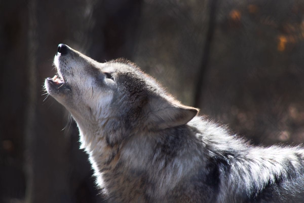 When did 'howling at Wolves' come out?