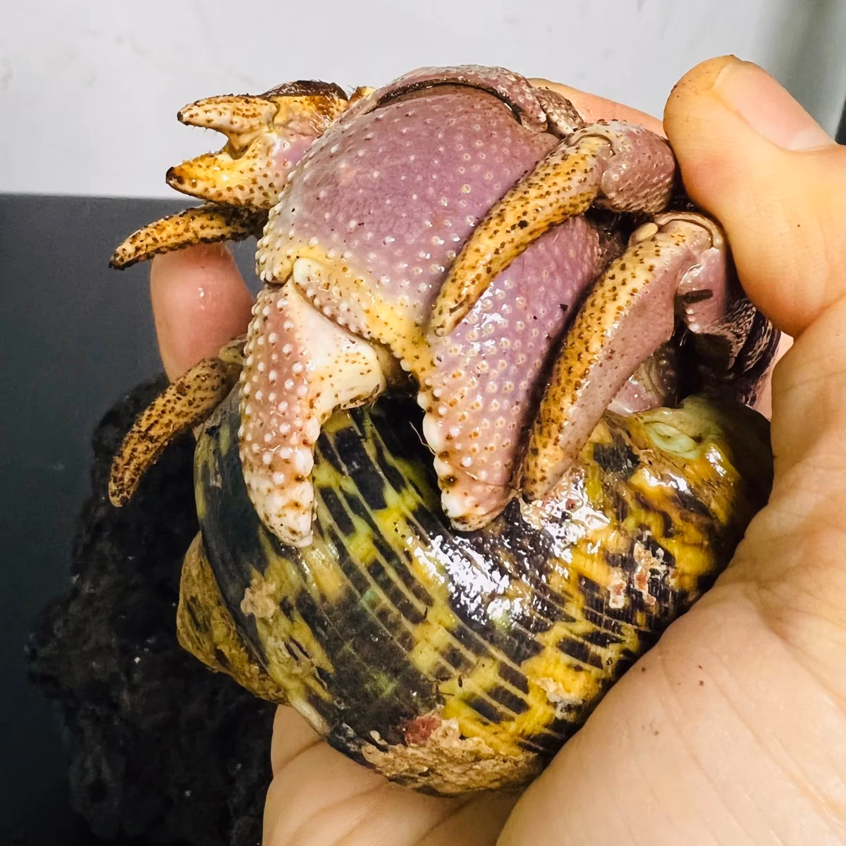 How long does a hermit crab live?