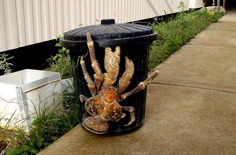 What is the largest hermit crab in the Caribbean?