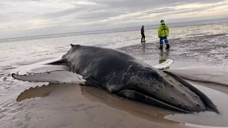 Are humpback whales in Stranded Deep?