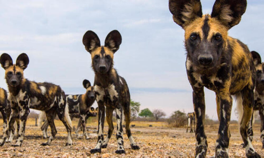 Are wild dogs diurnal hunters?