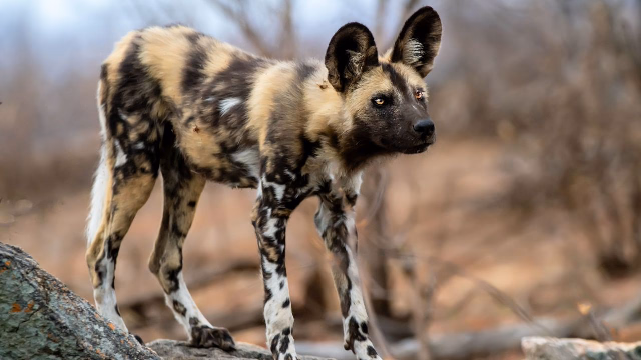 Are African wild dogs good hunters?