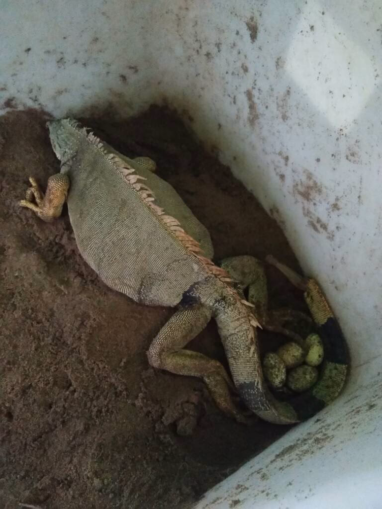 How to incubate iguana eggs?