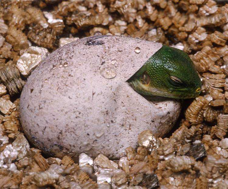 How long do iguanas lay eggs?