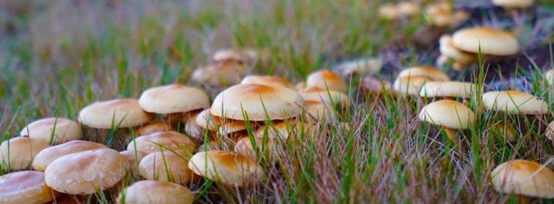 ¿Dónde puedo encontrar imágenes de micología?