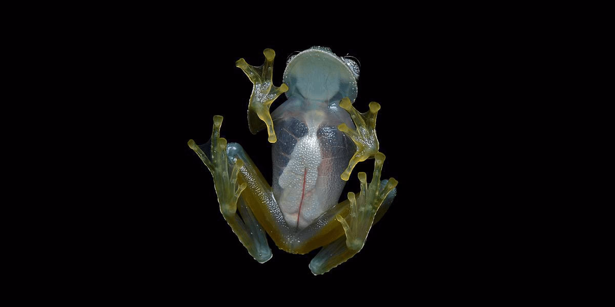 What happens if a glass frog dozes off to sleep?