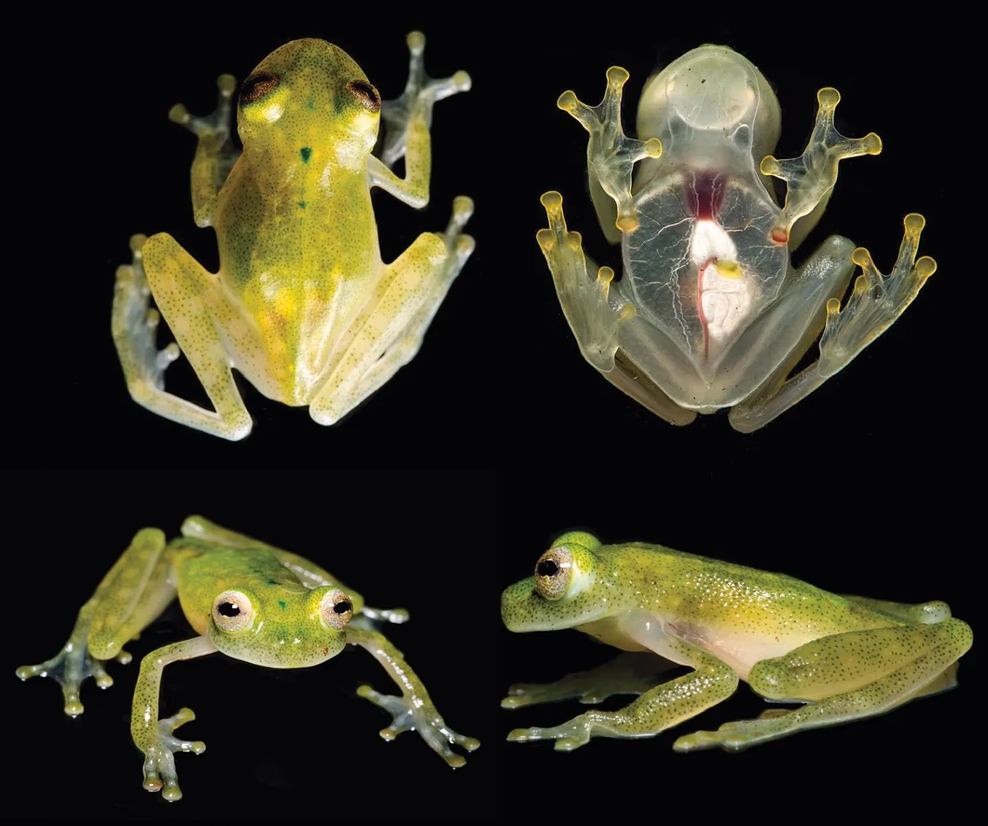 Are frogs transparent?