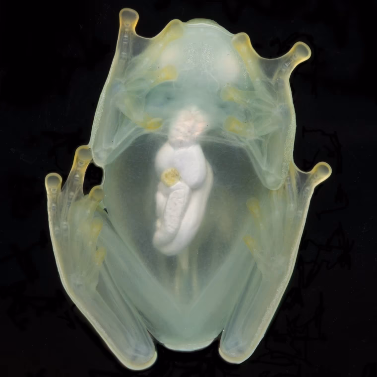 How do glass frogs achieve quasi-invisibility?