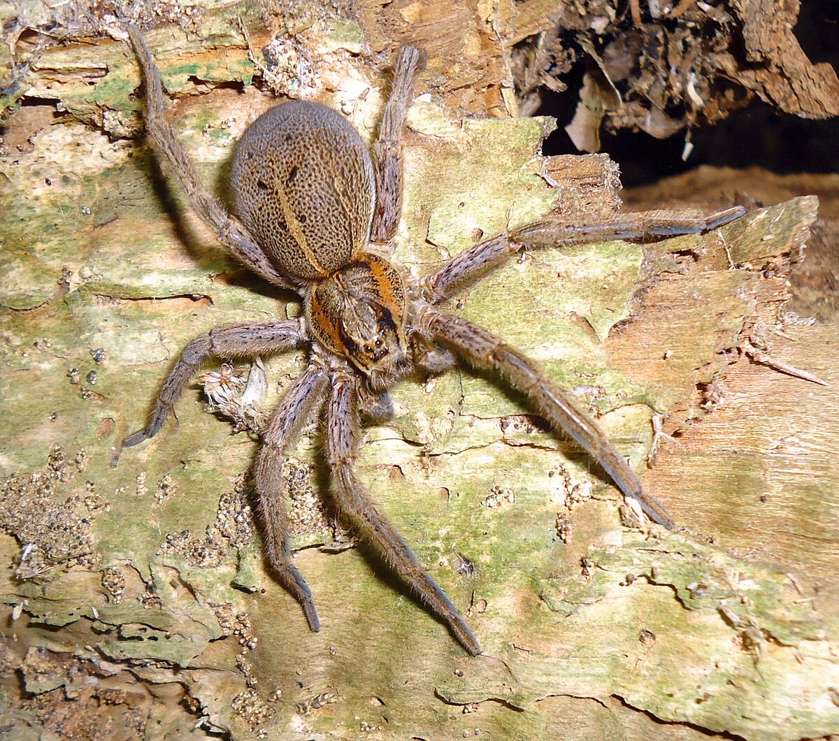 Are there spiders in Argentina?