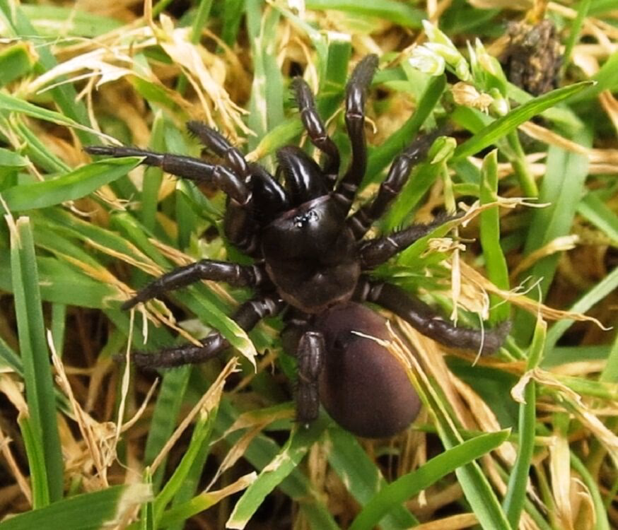 Are there spiders in Argentina?