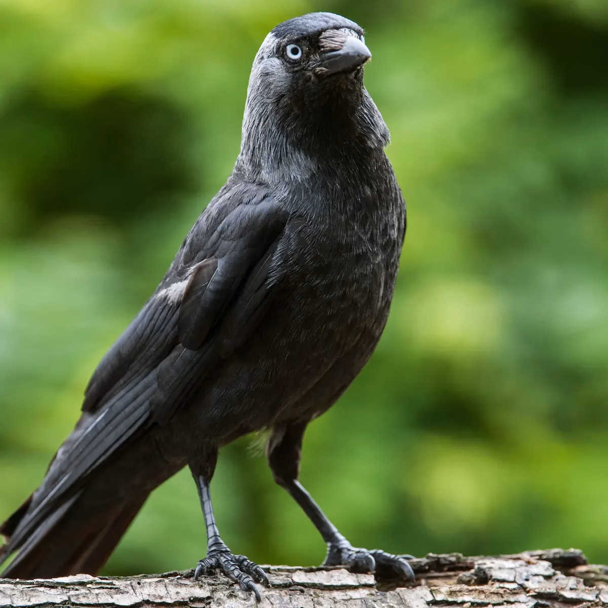 ¿Por qué Adéwalé recuerda sus años de servicio en el Jackdaw?