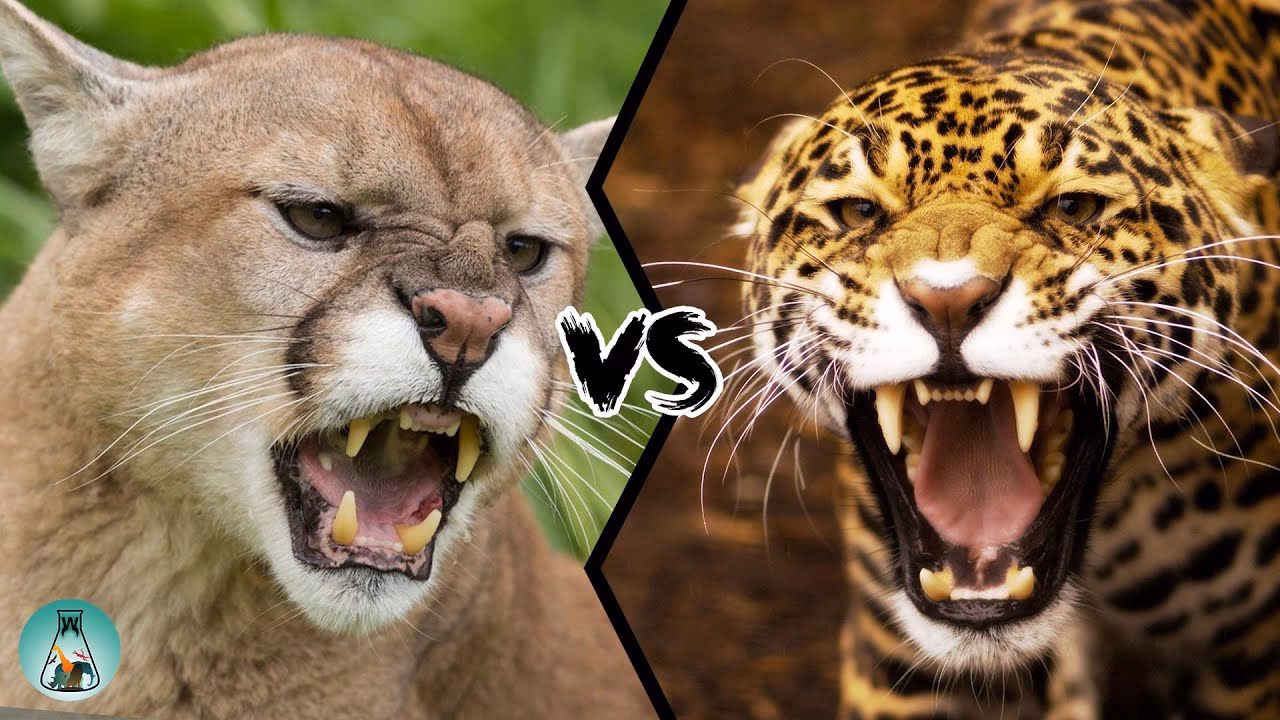 What is a Cougar Cat?