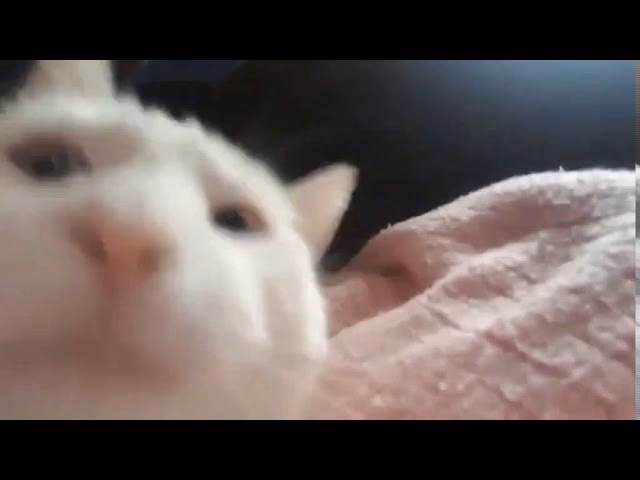 What is catjam on Twitch?