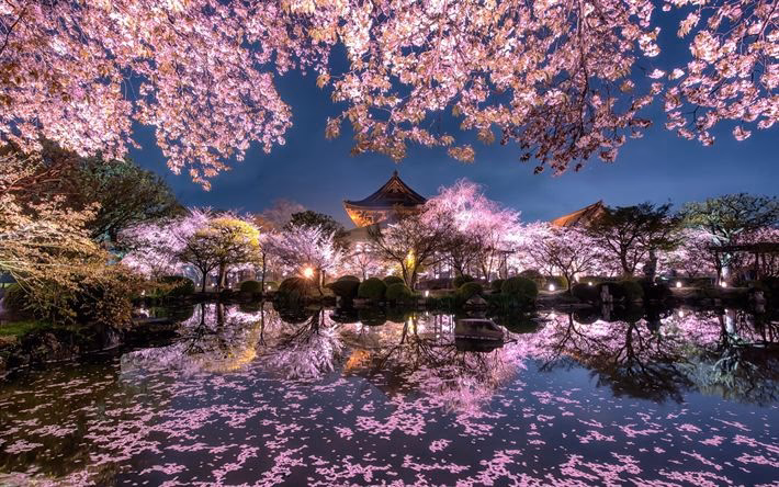 How many Japan Cherry Blossom wallpapers are there?