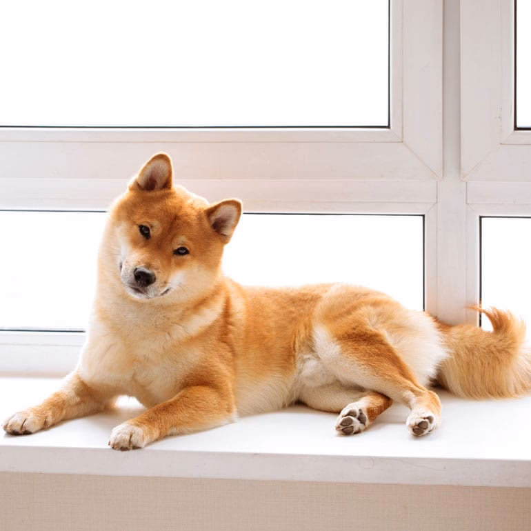 What is a Japanese dog?