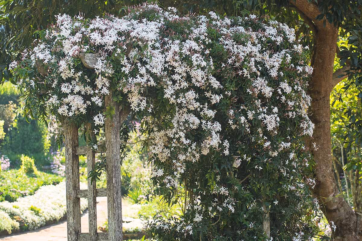 Can a jasmine vine grow in your garden?