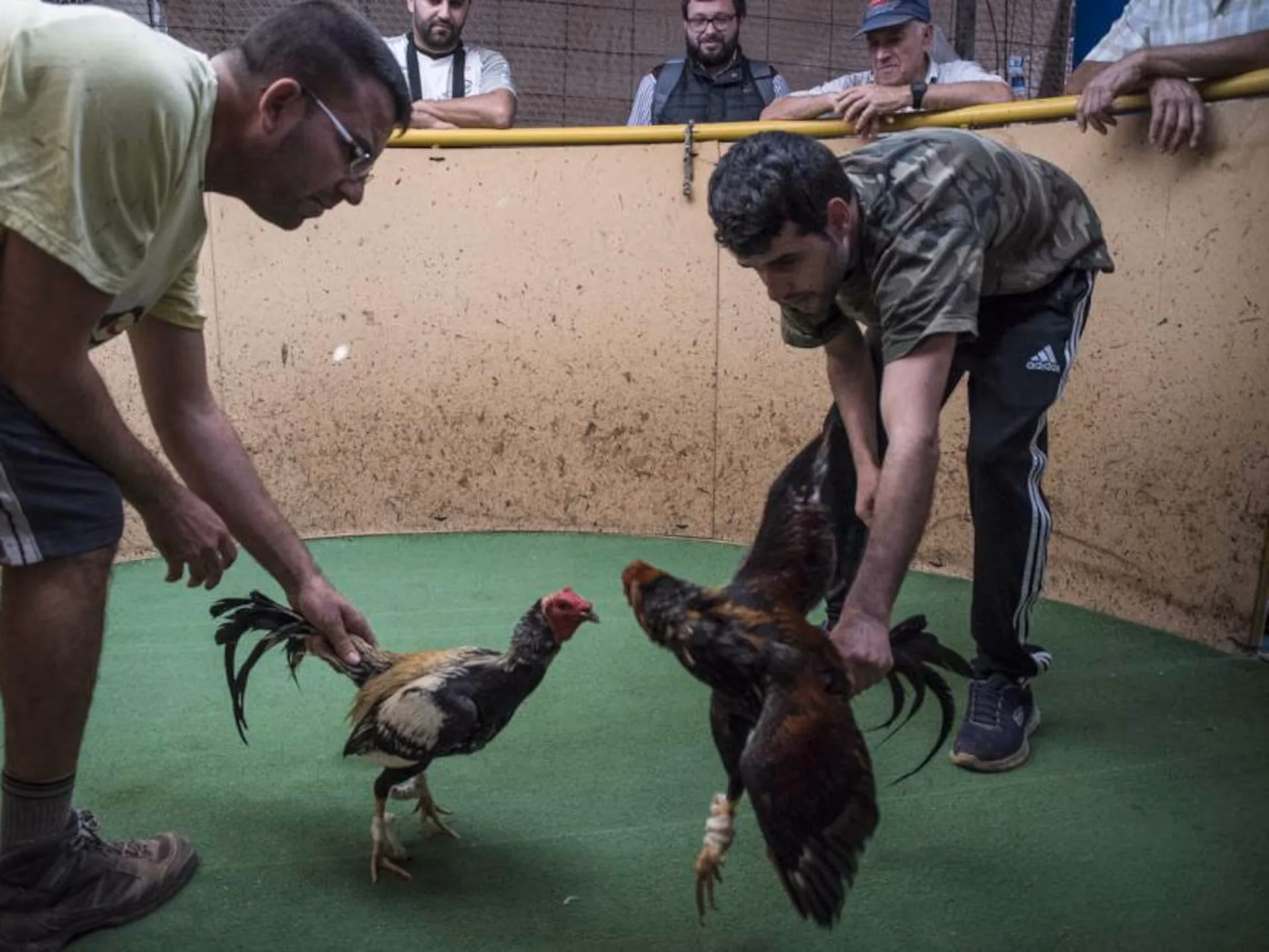¿Qué es el juego de la gallina?