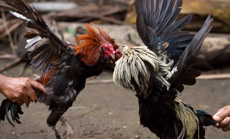 ¿Qué es el juego de la gallina?