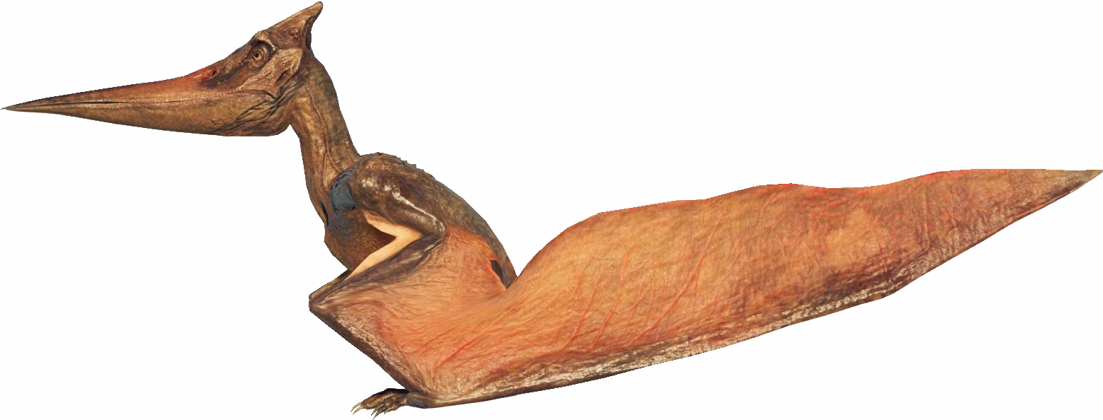 What is the largest Jurassic pterodactyl ever found?
