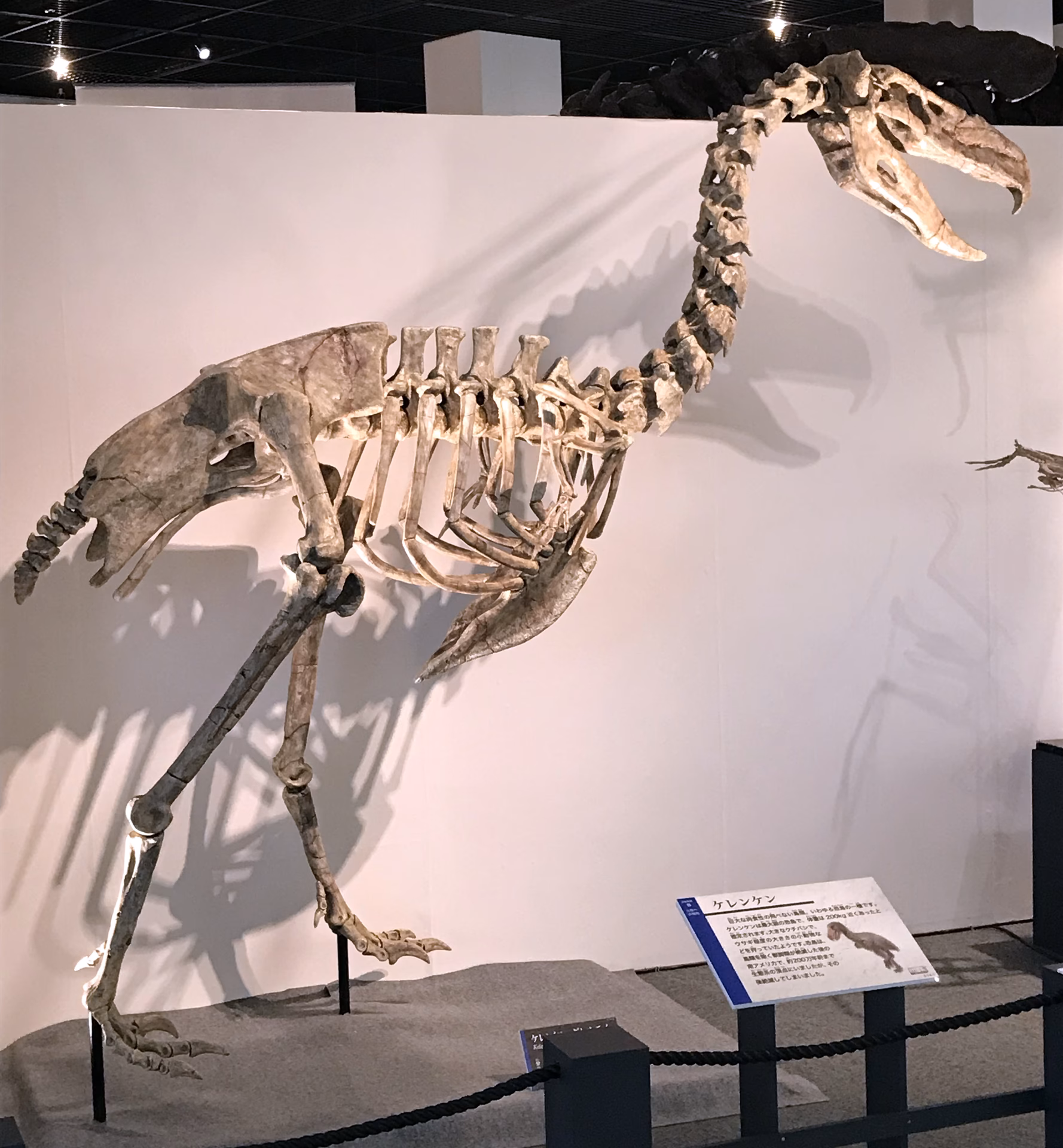 How did Kelenken explain the anatomy of large phorusrhacids?