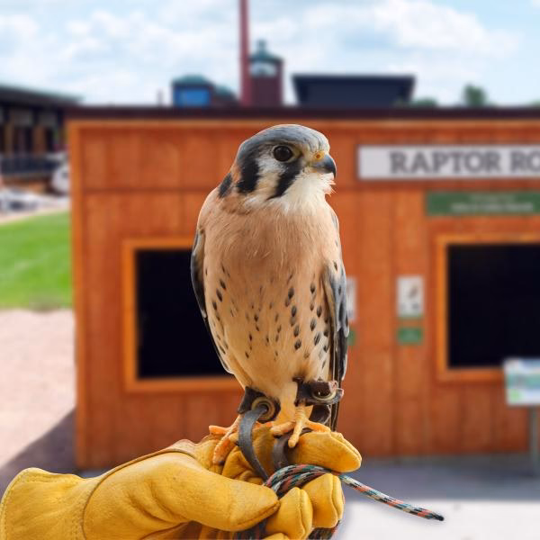 ¿Qué es la línea Kestrel?