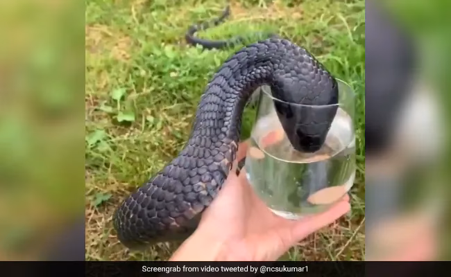 What is King Cobra Power?