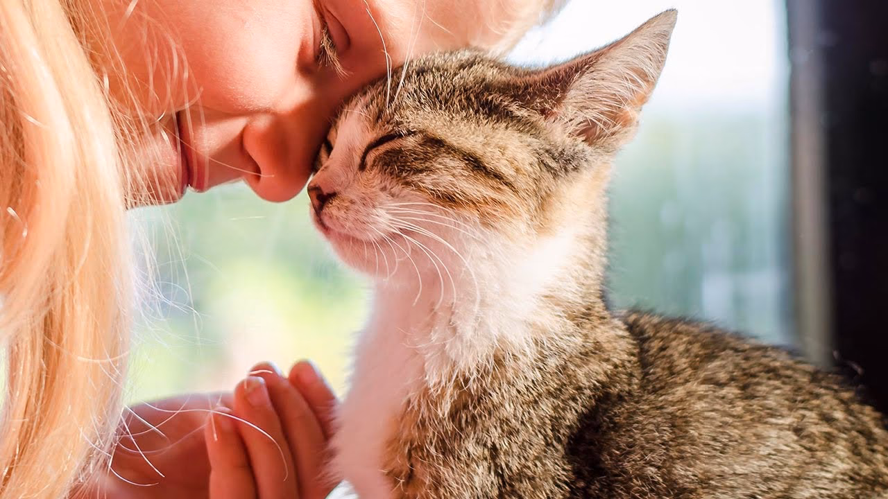 What is Kitty love?