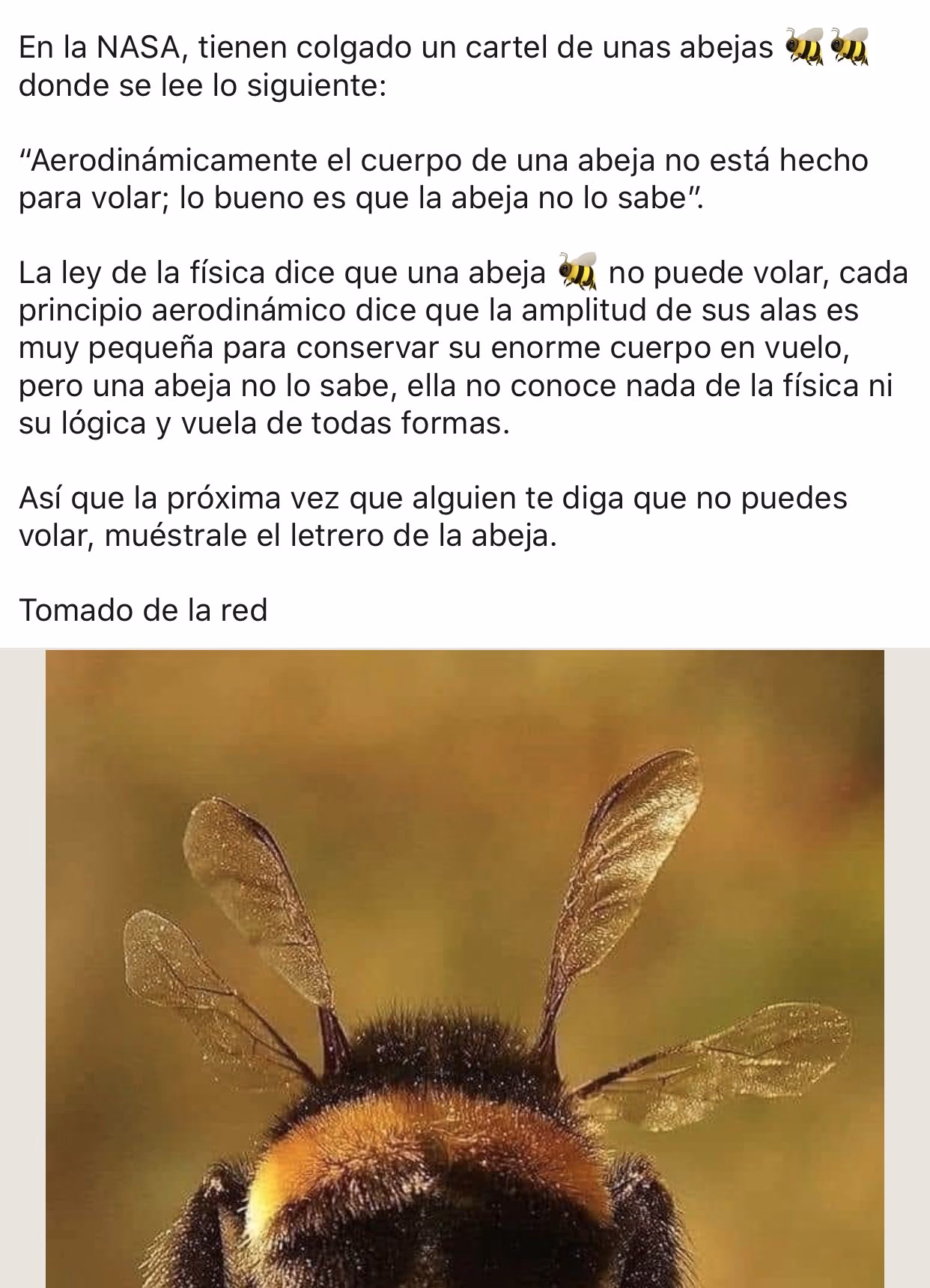 ¿Cómo ayudar a la abeja a recuperarse y recuperar su capacidad de volar?