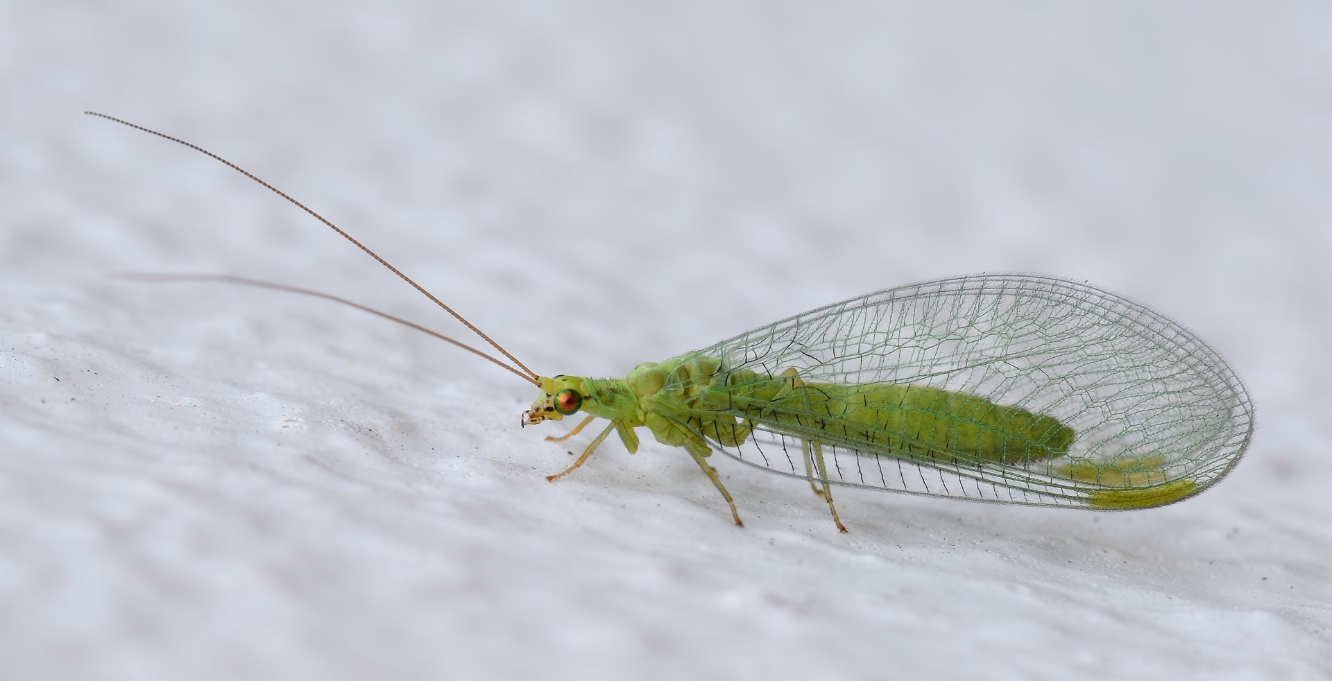 What is a Lacewing?