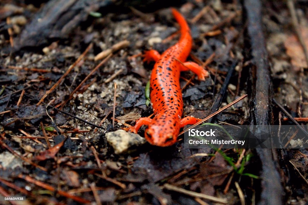¿Qué características tiene el lagarto colorado?