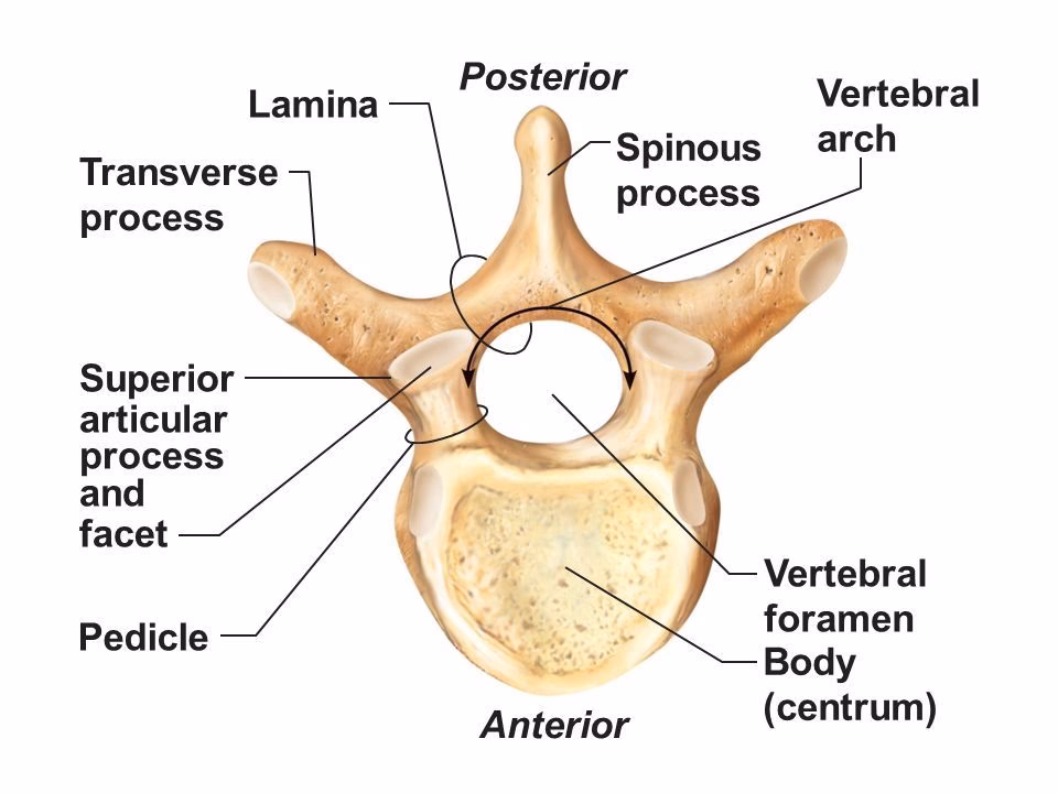 What does the term 'laminal' mean?