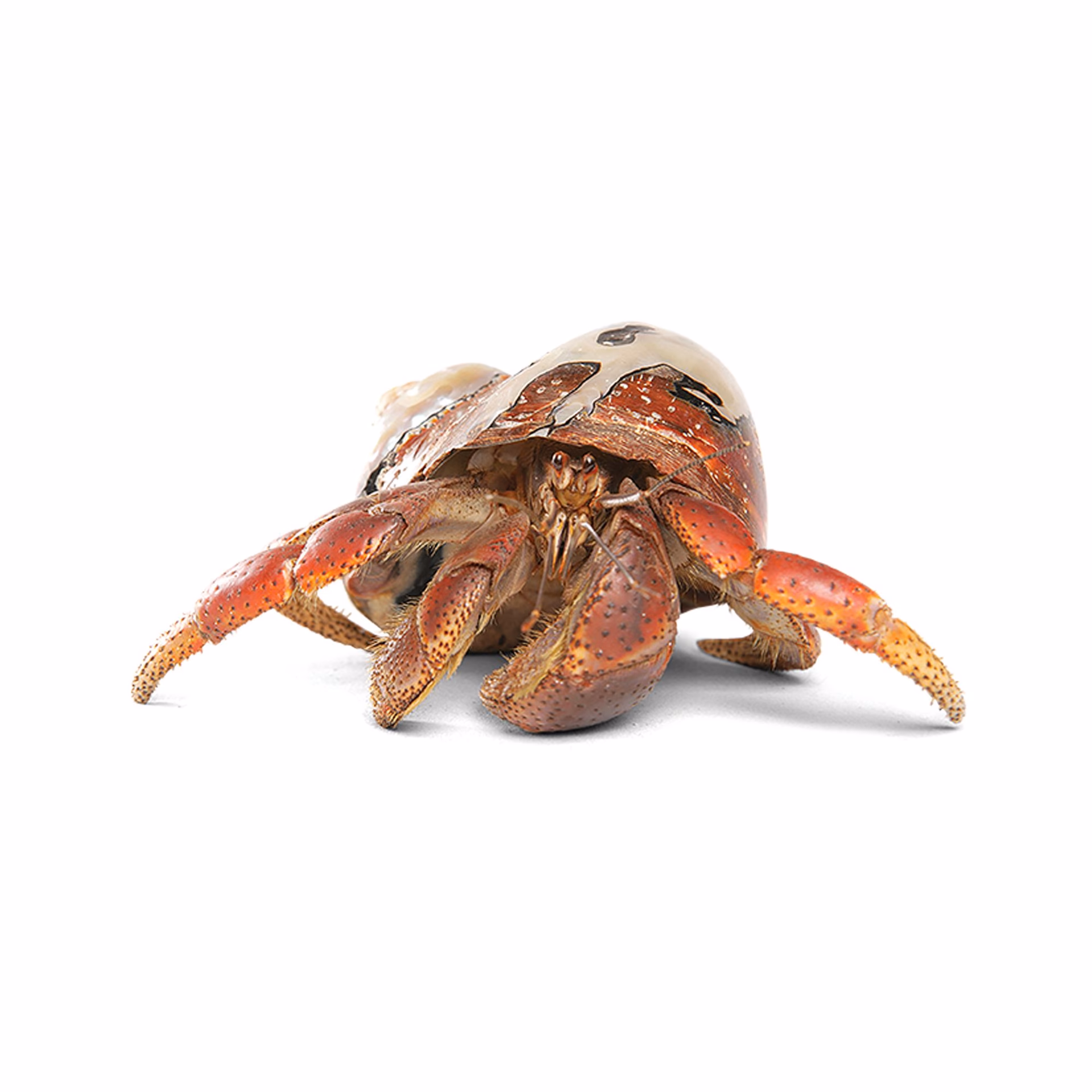 Where can I buy Giant land hermit crab?