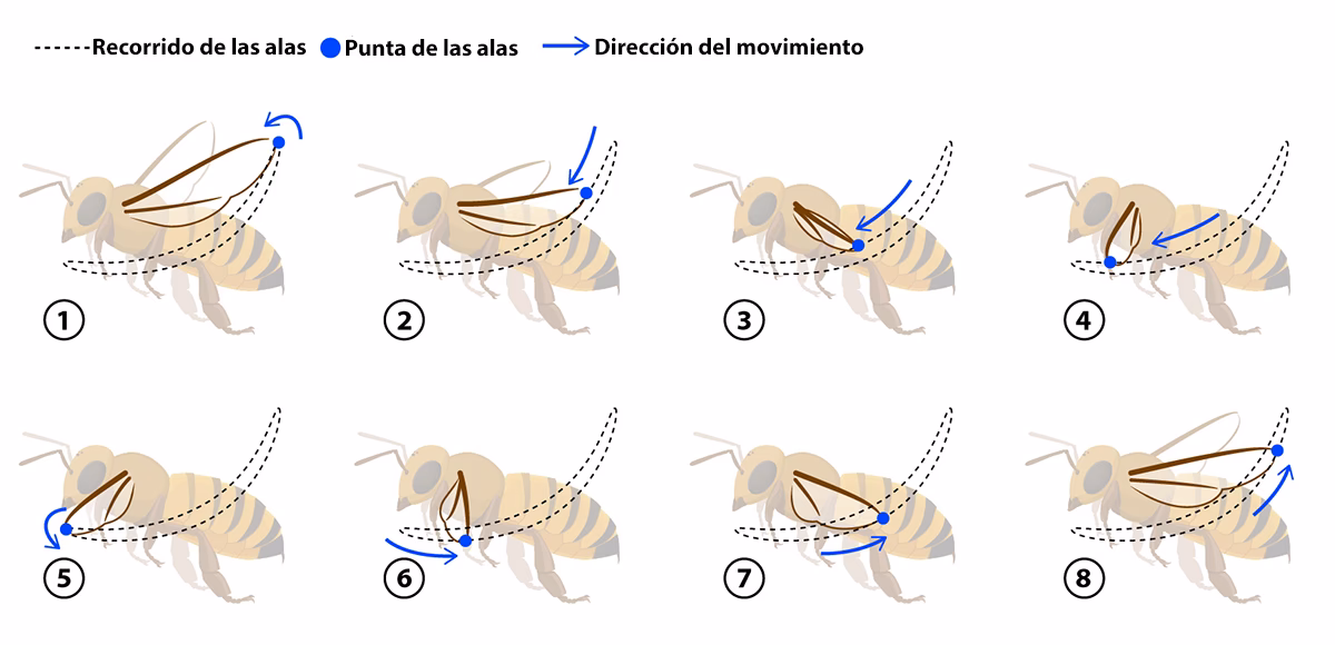 ¿Quién niega el vuelo de la abeja?
