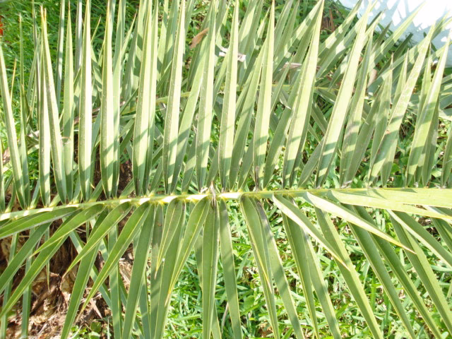 ¿Cuáles son las características de las palmeras?