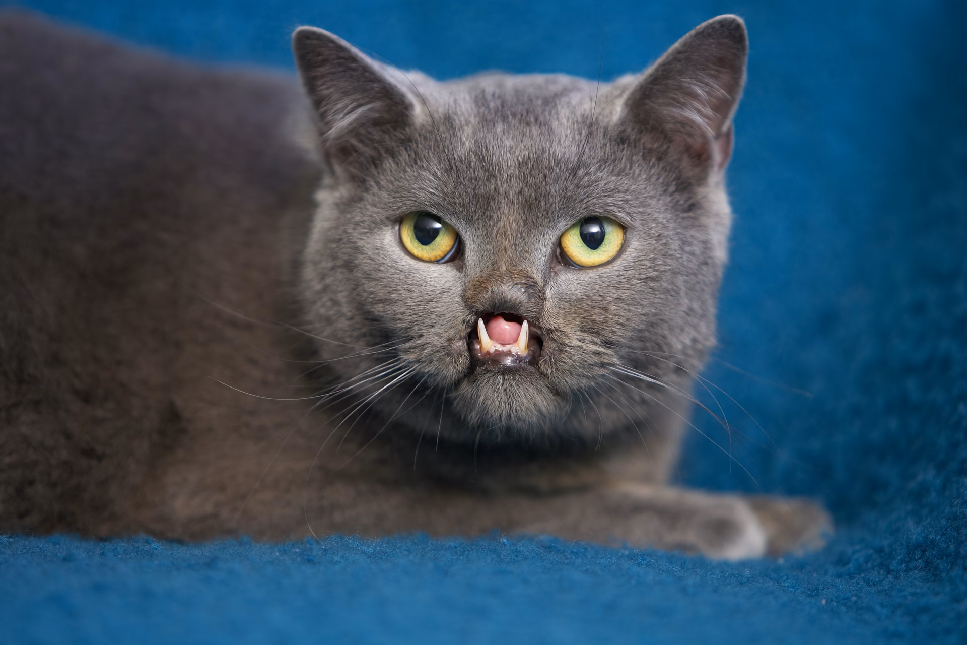 What is a lazarus species?