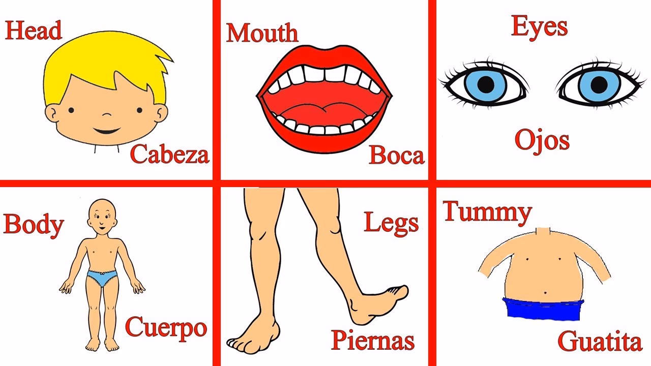 ¿Qué significa la palabra 'leg'?