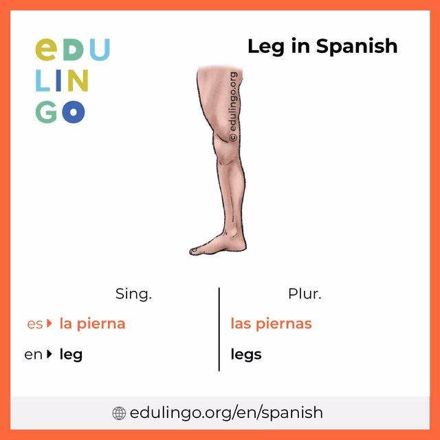 ¿Qué significa la palabra Leggo?