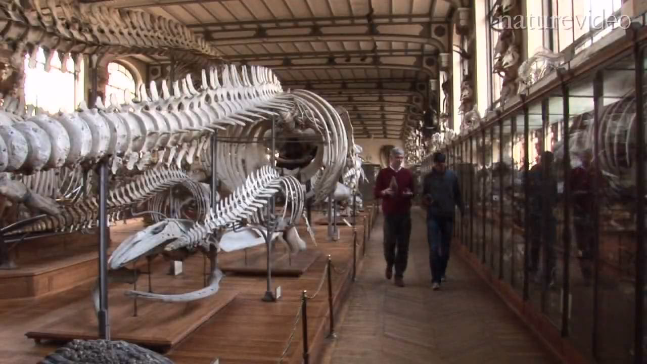 Where can I find a Leviathan skeleton?