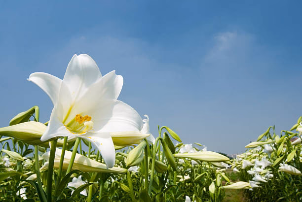 What is the theme of 'The Lilies of the Field'?