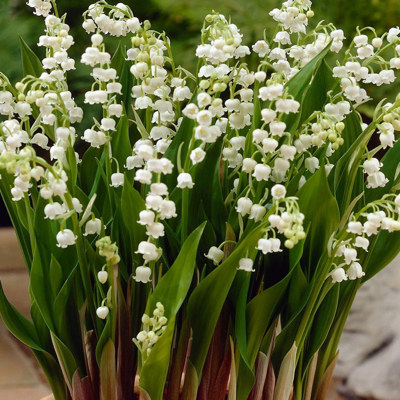 Is the lily of the valleys a beautiful picture?