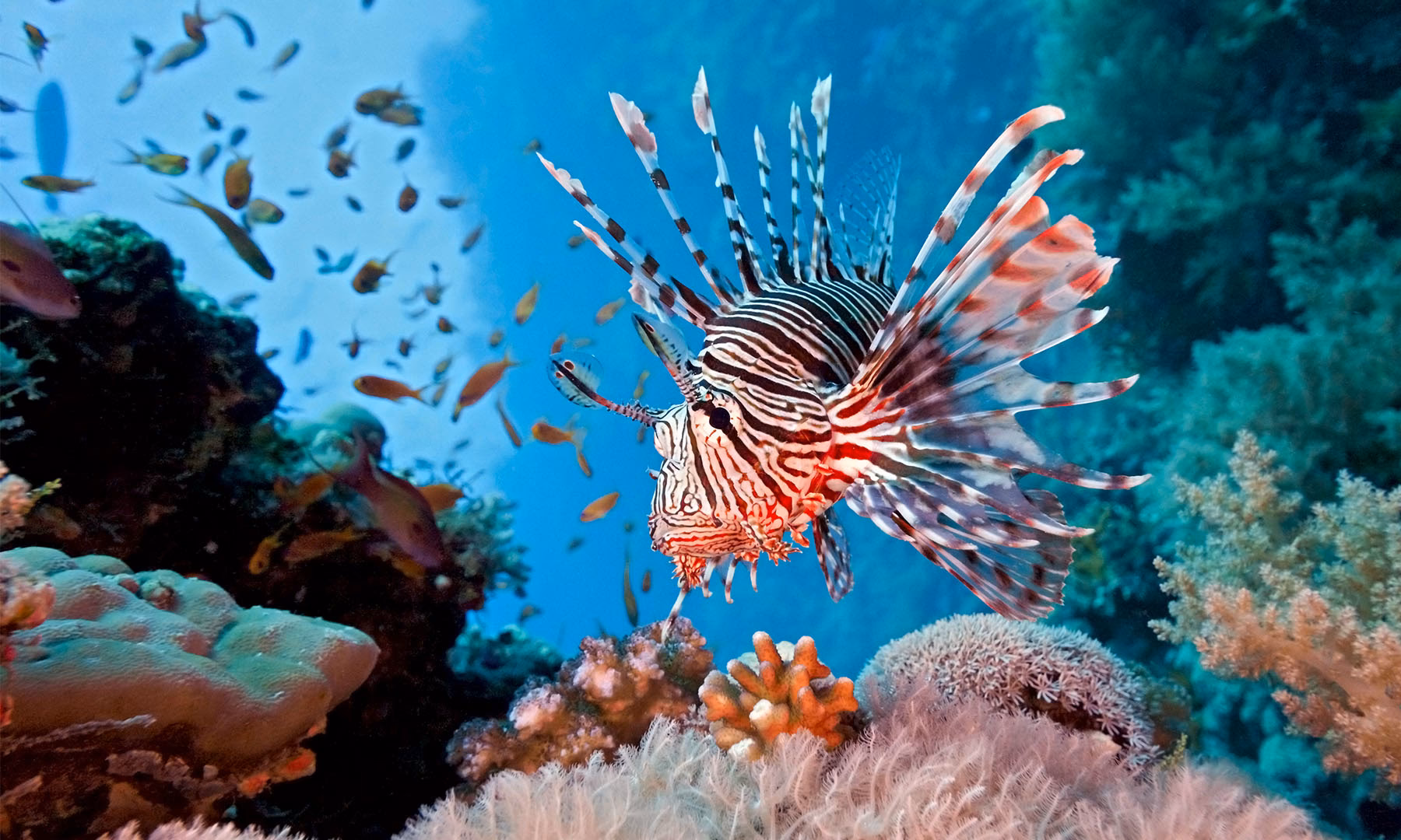 How do lionfish affect coral reefs?