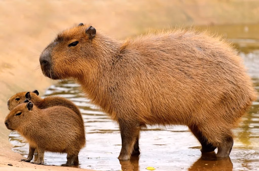 ¿Cuáles son las curiosidades del capibara?
