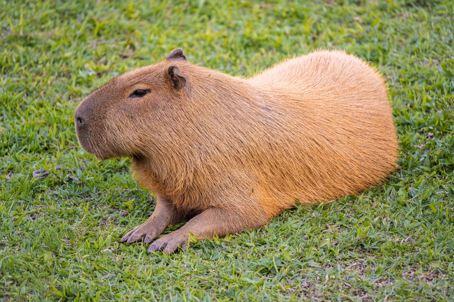 ¿Cuáles son las curiosidades del capibara?
